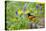 Baltimore Oriole on Post in Garden with Flowers, Marion, Illinois, Usa-Richard ans Susan Day-Stretched Canvas