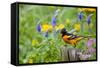 Baltimore Oriole on Post in Garden with Flowers, Marion, Illinois, Usa-Richard ans Susan Day-Framed Stretched Canvas