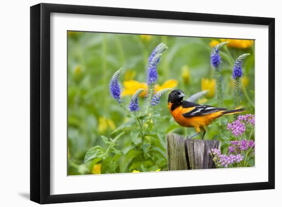 Baltimore Oriole on Post in Garden with Flowers, Marion, Illinois, Usa-Richard ans Susan Day-Framed Photographic Print