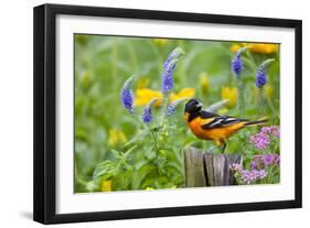 Baltimore Oriole on Post in Garden with Flowers, Marion, Illinois, Usa-Richard ans Susan Day-Framed Photographic Print