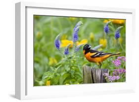 Baltimore Oriole on Post in Garden with Flowers, Marion, Illinois, Usa-Richard ans Susan Day-Framed Photographic Print