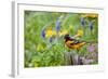 Baltimore Oriole on Post in Garden with Flowers, Marion, Illinois, Usa-Richard ans Susan Day-Framed Photographic Print