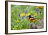 Baltimore Oriole on Post in Garden with Flowers, Marion, Illinois, Usa-Richard ans Susan Day-Framed Photographic Print