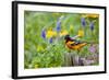 Baltimore Oriole on Post in Garden with Flowers, Marion, Illinois, Usa-Richard ans Susan Day-Framed Photographic Print