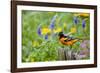 Baltimore Oriole on Post in Garden with Flowers, Marion, Illinois, Usa-Richard ans Susan Day-Framed Photographic Print