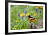 Baltimore Oriole on Post in Garden with Flowers, Marion, Illinois, Usa-Richard ans Susan Day-Framed Photographic Print