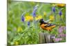 Baltimore Oriole on Post in Garden with Flowers, Marion, Illinois, Usa-Richard ans Susan Day-Mounted Photographic Print