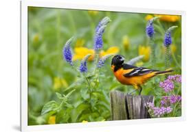 Baltimore Oriole on Post in Garden with Flowers, Marion, Illinois, Usa-Richard ans Susan Day-Framed Photographic Print