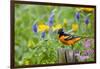 Baltimore Oriole on Post in Garden with Flowers, Marion, Illinois, Usa-Richard ans Susan Day-Framed Photographic Print