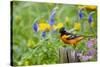 Baltimore Oriole on Post in Garden with Flowers, Marion, Illinois, Usa-Richard ans Susan Day-Stretched Canvas