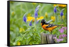 Baltimore Oriole on Post in Garden with Flowers, Marion, Illinois, Usa-Richard ans Susan Day-Framed Stretched Canvas