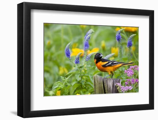 Baltimore Oriole on Post in Garden with Flowers, Marion, Illinois, Usa-Richard ans Susan Day-Framed Photographic Print