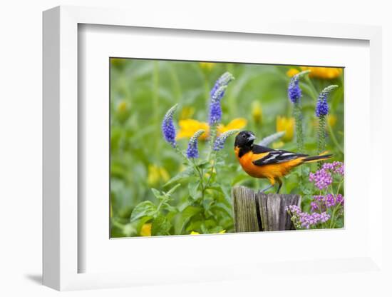Baltimore Oriole on Post in Garden with Flowers, Marion, Illinois, Usa-Richard ans Susan Day-Framed Photographic Print