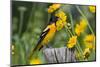 Baltimore Oriole on Post Near Coreopsis. Marion, Illinois, Usa-Richard ans Susan Day-Mounted Photographic Print