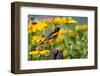 Baltimore Oriole on Post with Black-Eyed Susans, Marion, Illinois, Usa-Richard ans Susan Day-Framed Photographic Print