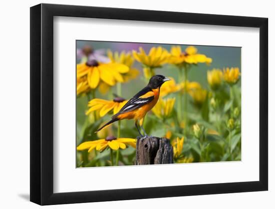 Baltimore Oriole on Post with Black-Eyed Susans, Marion, Illinois, Usa-Richard ans Susan Day-Framed Photographic Print