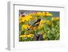 Baltimore Oriole on Post with Black-Eyed Susans, Marion, Illinois, Usa-Richard ans Susan Day-Framed Photographic Print