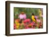 Baltimore Oriole on Scarlet Bee Balm in Garden, Marion, Illinois, Usa-Richard ans Susan Day-Framed Photographic Print