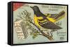 Baltimore Oriole Pageant-null-Framed Stretched Canvas