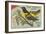 Baltimore Oriole Pageant-null-Framed Premium Giclee Print