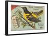 Baltimore Oriole Pageant-null-Framed Art Print