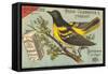 Baltimore Oriole Pageant-null-Framed Stretched Canvas