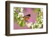 Baltimore oriole perched in pear blossom, New York, USA-Marie Read-Framed Photographic Print