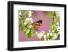 Baltimore oriole perched in pear blossom, New York, USA-Marie Read-Framed Photographic Print