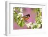 Baltimore oriole perched in pear blossom, New York, USA-Marie Read-Framed Photographic Print