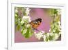 Baltimore oriole perched in pear blossom, New York, USA-Marie Read-Framed Photographic Print