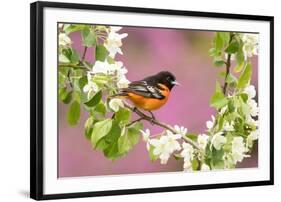 Baltimore oriole perched in pear blossom, New York, USA-Marie Read-Framed Photographic Print