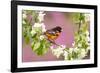 Baltimore oriole perched in pear blossom, New York, USA-Marie Read-Framed Photographic Print