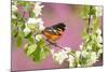 Baltimore oriole perched in pear blossom, New York, USA-Marie Read-Mounted Photographic Print