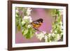 Baltimore oriole perched in pear blossom, New York, USA-Marie Read-Framed Photographic Print