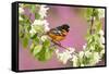 Baltimore oriole perched in pear blossom, New York, USA-Marie Read-Framed Stretched Canvas