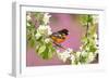 Baltimore oriole perched in pear blossom, New York, USA-Marie Read-Framed Photographic Print