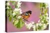 Baltimore oriole perched in pear blossom, New York, USA-Marie Read-Stretched Canvas