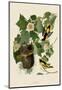 Baltimore Oriole-John James Audubon-Mounted Art Print