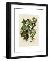 Baltimore Oriole-John James Audubon-Framed Giclee Print