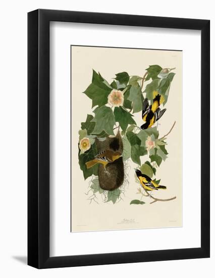 Baltimore Oriole-John James Audubon-Framed Giclee Print