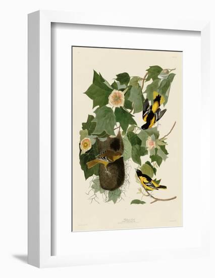 Baltimore Oriole-John James Audubon-Framed Giclee Print