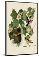 Baltimore Oriole-John James Audubon-Mounted Giclee Print