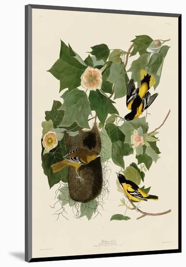 Baltimore Oriole-John James Audubon-Mounted Giclee Print