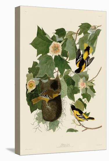 Baltimore Oriole-John James Audubon-Stretched Canvas