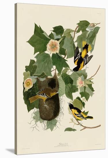 Baltimore Oriole-John James Audubon-Stretched Canvas