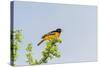 Baltimore Oriole-Gary Carter-Stretched Canvas