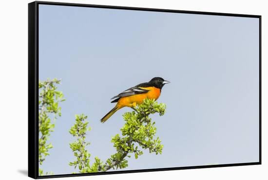Baltimore Oriole-Gary Carter-Framed Stretched Canvas