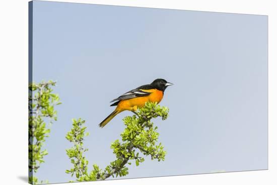 Baltimore Oriole-Gary Carter-Stretched Canvas