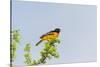 Baltimore Oriole-Gary Carter-Stretched Canvas