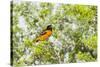 Baltimore Oriole-Gary Carter-Stretched Canvas